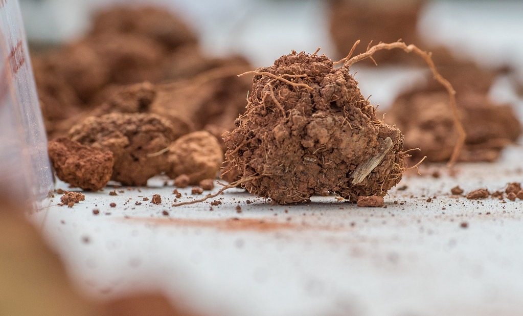 Cacao et anandamide : la mémoire chimique de la fusion