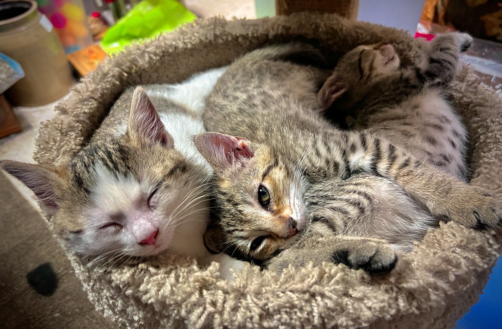 Quand votre chat est plus aimé que vous… et que ça vous rend jaloux